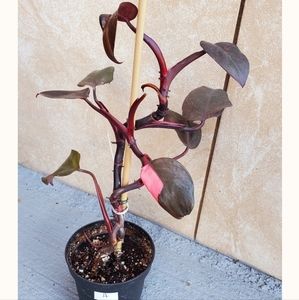 Philodendron 'Pink Princess' "A" | 3.25" pot (REVERTED)